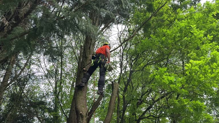 Best Hazardous Tree Removal  in Bonneau Beach, SC