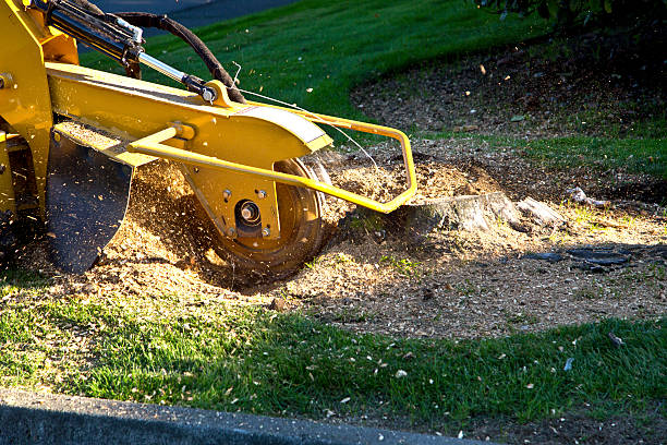 Best Palm Tree Trimming  in Bonneau Beach, SC